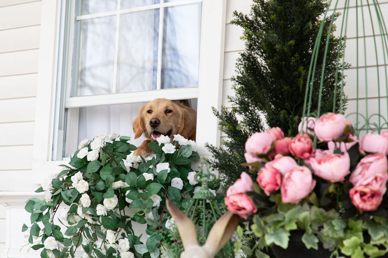 A Blooming Porch Scene from Photo Shoot