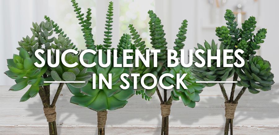 /shop/?Category=Floral%2FFoliage%2FFruit&Sub-Category=SUCCULENTS&orderBy=Featured,Id&context=shop