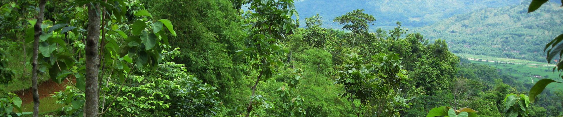 Over 2.5 million trees planted—Bramble’s commitment to sustainability in Indonesia.