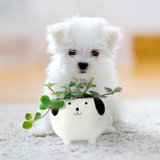 /shop/?MainCategory=Collections&SubCategory=Dog%20Home%20Décor&orderBy=Featured&context=shop&page=1