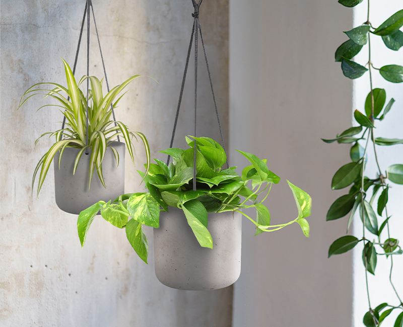 hanging cement planters