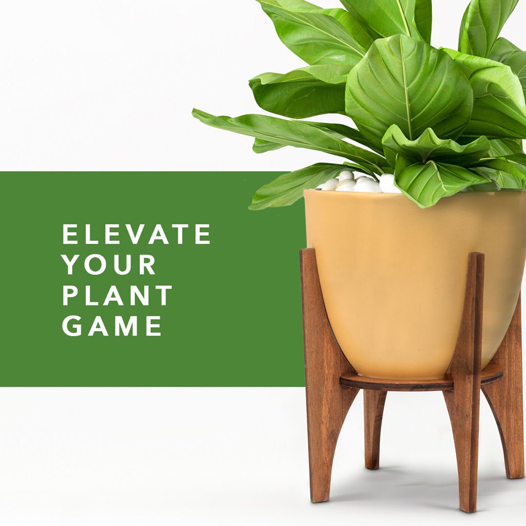Elevating Greenery with Style. Embrace the natural charm and sophistication of wood as it complements your favorite plants. 💚💛💙🤍🌿⁠