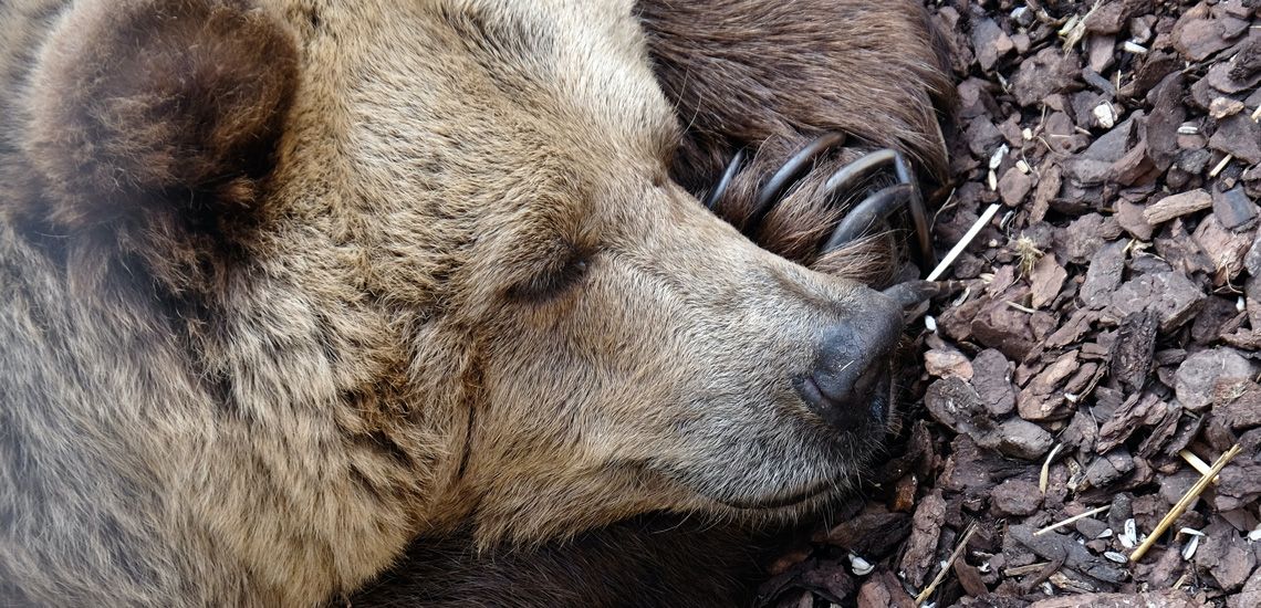 un ours endormi