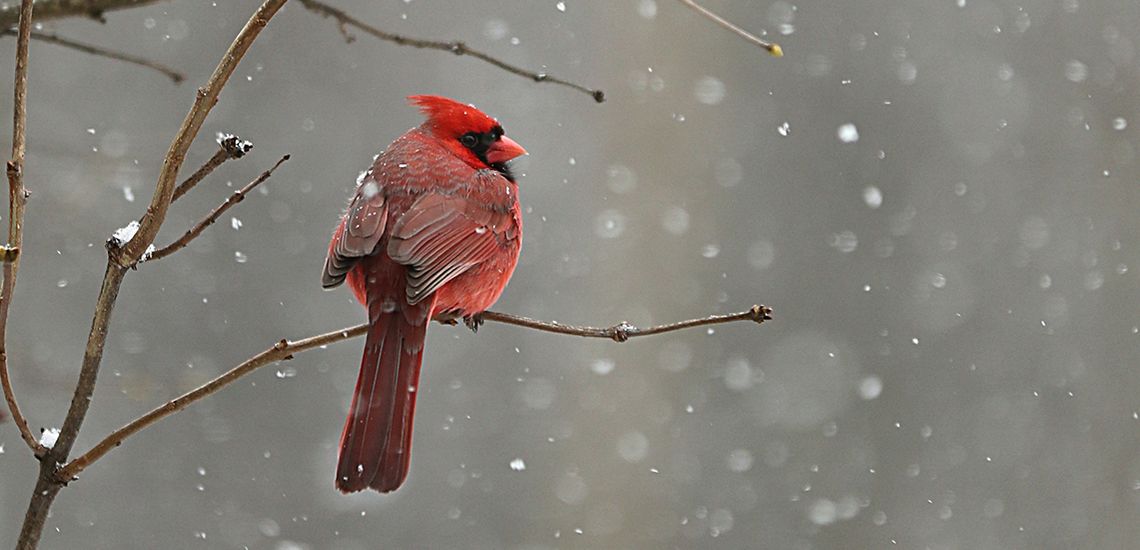 red cardinal on snowy branch