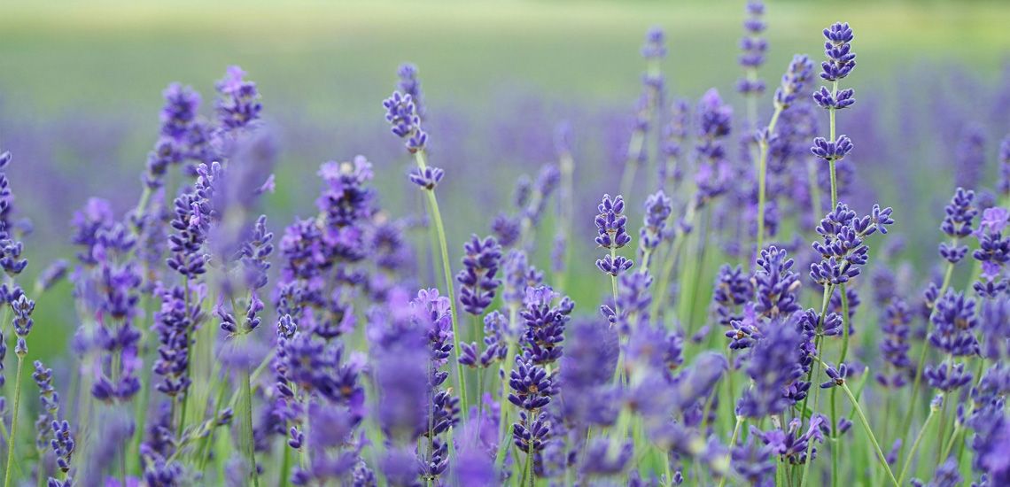 Lavender in the field