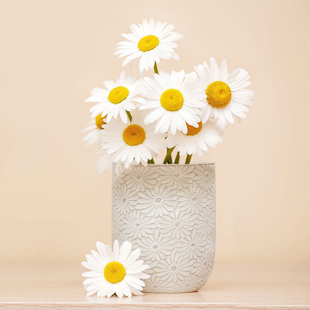 Bring the blossoming beauty of flowers indoors with our cheerful daisy inspired décor, kitchenware and accessories! 