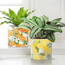 lemon and orange planters