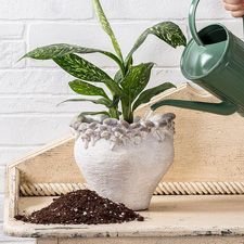 Mushroom planter