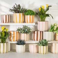 Striped Planters