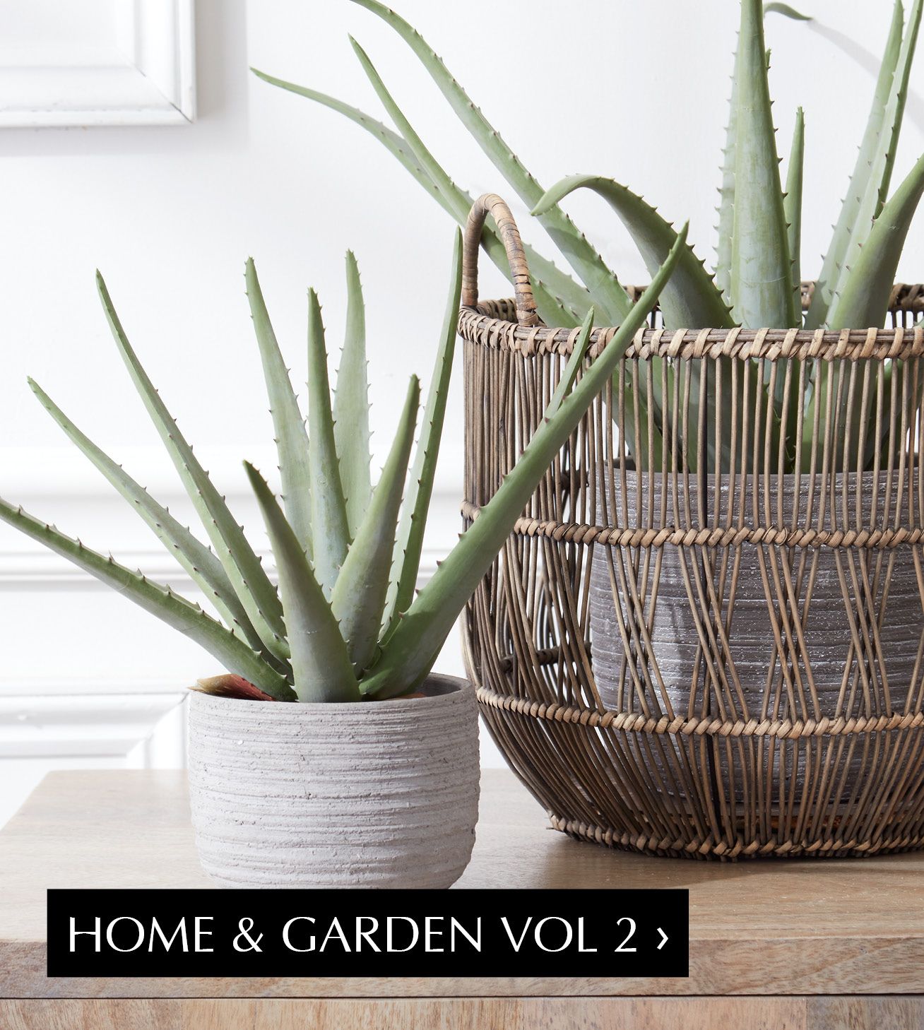 Link to Home & Garden Vol 2 Catalog; 2 Aloe plants in cement pots with one plant in a basketra