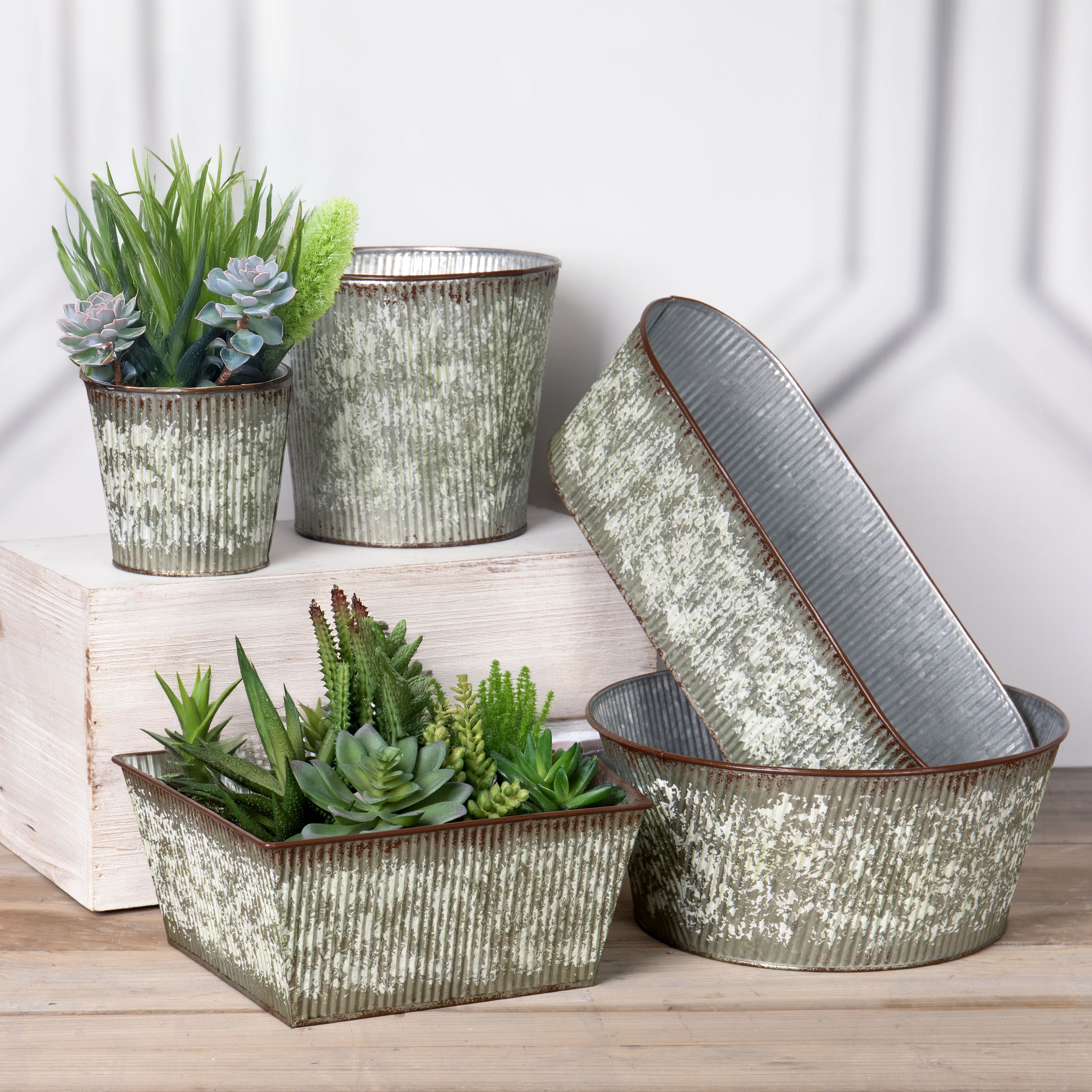 Dish Gardens