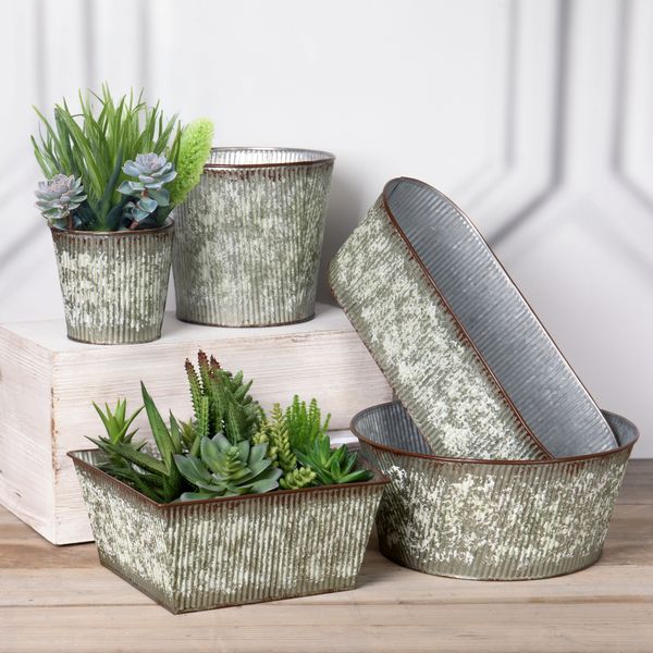 Dish Gardens