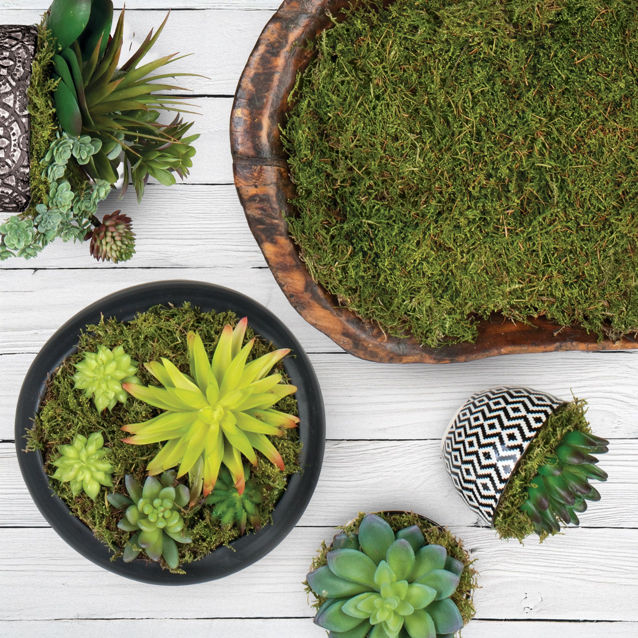 Moss Collection