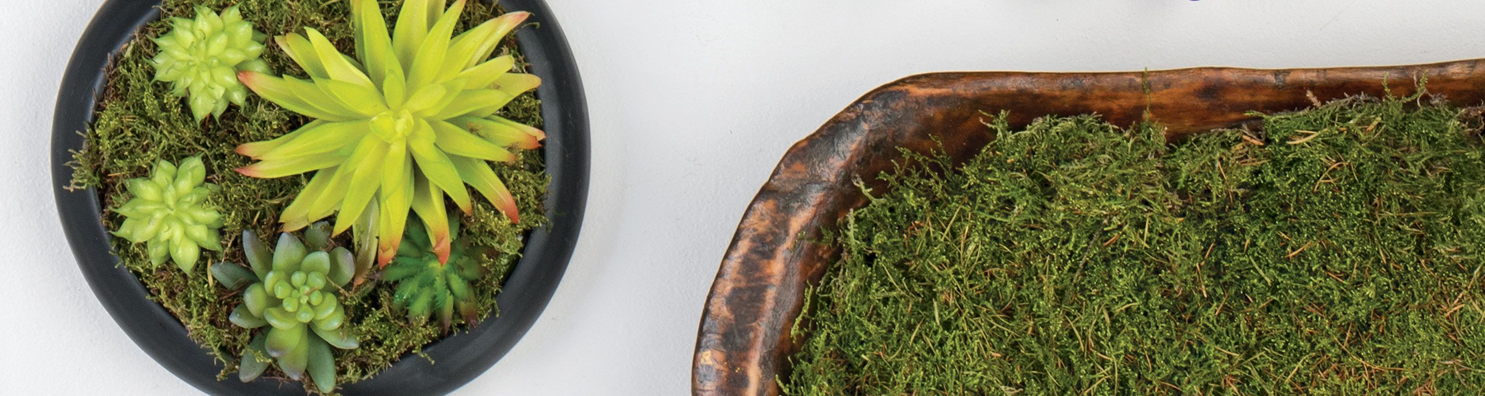 Moss Collection