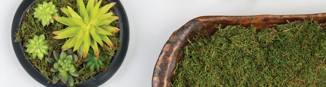 Moss Collection