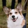 Bubba the Corgi